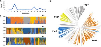 Genetic diversity, population structure and anthracnose resistance response in a novel sweet sorghum diversity panel